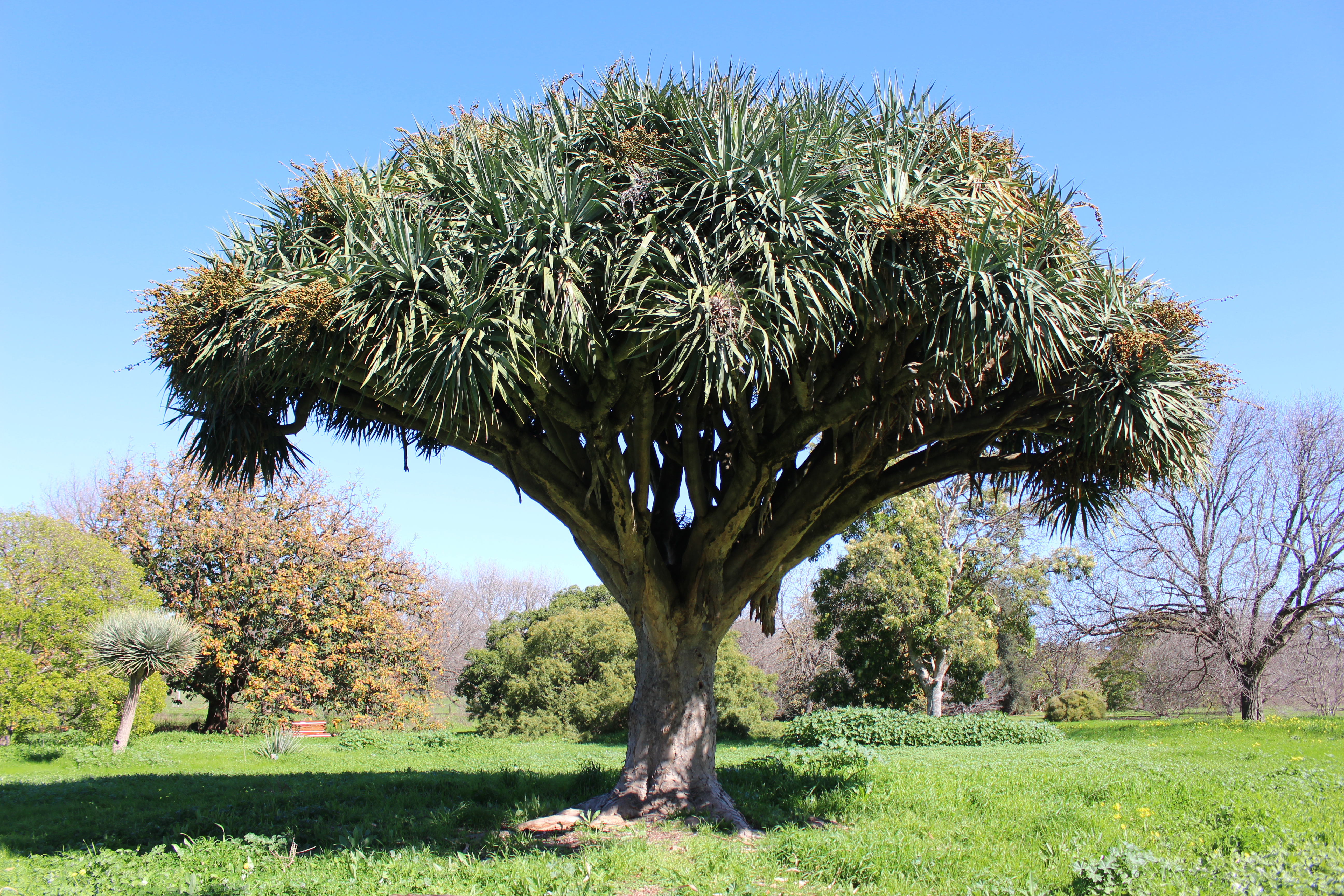 Dragon Tree